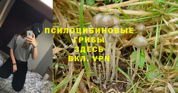 гашик Козельск